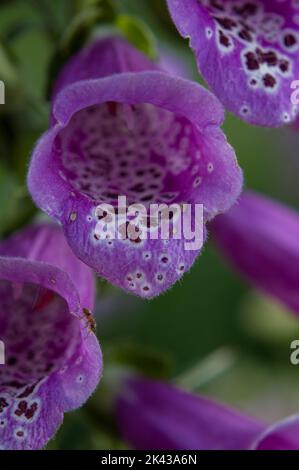 Fiore di legno di bardtongue Foto Stock
