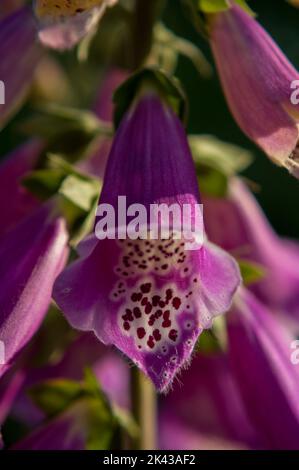 Fiore di legno di bardtongue Foto Stock