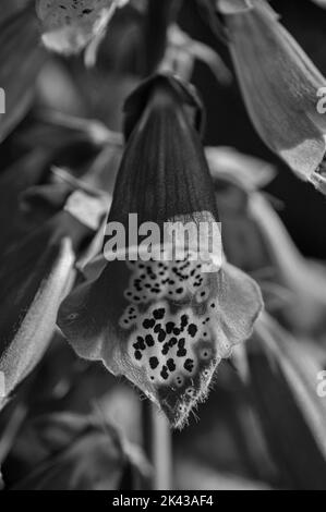 Fine Art Macro / primo piano di un fiore Woodland Beardtongue Foto Stock