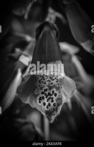 Fine Art Macro / primo piano di un fiore Woodland Beardtongue Foto Stock