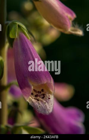 Fiore di legno di bardtongue Foto Stock