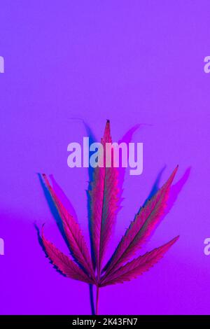 Immagine di una vivace foglia rosa illuminata al neon su sfondo viola con spazio di copia Foto Stock