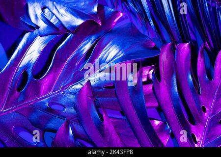 Immagine di primo piano di vivaci foglie lucide rosa e blu illuminate al neon Foto Stock