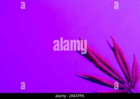 Immagine di una vivace foglia rosa illuminata al neon su sfondo viola con spazio di copia Foto Stock