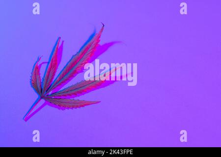 Immagine di una vivace foglia rosa illuminata al neon su sfondo viola con spazio di copia Foto Stock