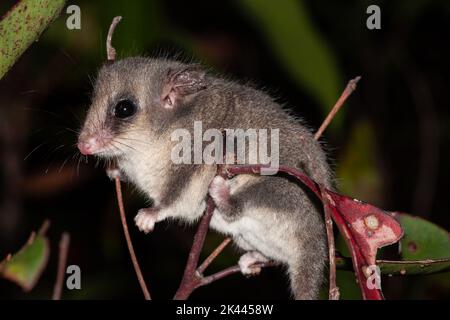 Pigmy Possum orientale che sale nei cespugli Foto Stock