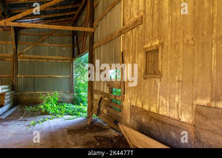 Primo piano vista interna di un vecchio fienile rustico non più in uso, con legno usurato e intemperiato e pareti in acciaio ondulato, e fogliame scrub Foto Stock