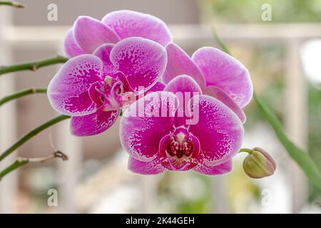Chiuso di Orchidee di Moth o di luna che fioriscono in una combinazione di viola; rosa e bianco; atmosfera di sfondo in un giardino interno pieno Foto Stock