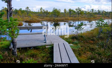 Panca di legno. Paesaggio paludoso, vegetazione paludosa dipinta in autunno, piccoli laghi paludosi, isole coperte di piccoli pini paludosi, erba, terreno coperto wi Foto Stock