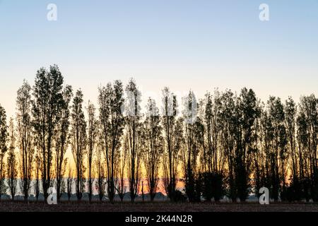 Il cielo dell'alba con all'orizzonte una fila di alberi di pioppo in autunno. Il cielo dietro gli alberi è giallo e arancione, che diventa blu sopra gli alberi. Foto Stock