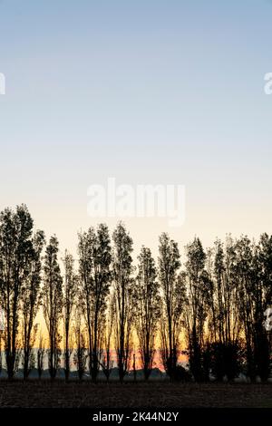 Il cielo dell'alba con all'orizzonte una fila di alberi di pioppo in autunno. Il cielo dietro gli alberi è giallo e arancione, che diventa blu sopra gli alberi. Foto Stock