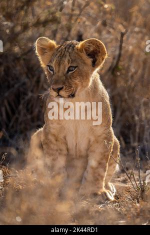 Il cucciolo di leone retroilluminato è inserito in cespugli spessi Foto Stock