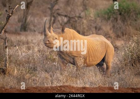 Il rinoceronte nero si trova tra le cespule che si adocchiano Foto Stock