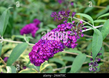 Fiori estivi di lilla (Buddleja davidii 'Harlequin' ) Foto Stock