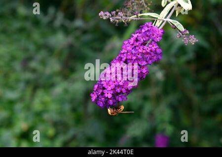 Fiori estivi di lilla (Buddleja davidii 'Harlequin') e il cornetto asiatico (Vespa velutina) Foto Stock