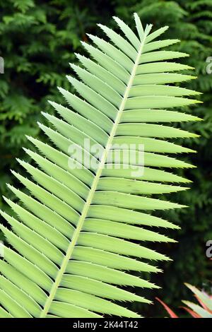 Il dioon gigante foglie (Dioon spinulosum) nativo del Messico Foto Stock