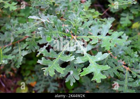 Quercus pyrenaica o foglie di quercia dei Pirenei Foto Stock