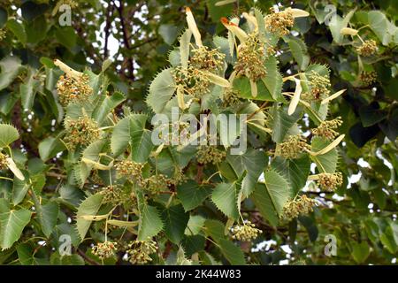 Foglie di lime e frutti di Enrico (Tilia henryana) Foto Stock