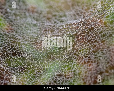 Gocce di rugiada raccolte su una tela ragni scintillante nella luce del mattino presto Foto Stock