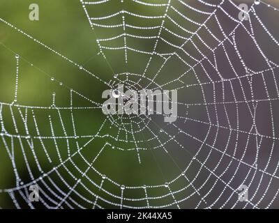 Gocce di rugiada raccolte su una tela ragni scintillante nella luce del mattino presto Foto Stock