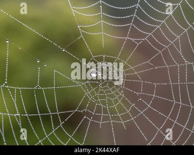 Gocce di rugiada raccolte su una tela ragni scintillante nella luce del mattino presto Foto Stock