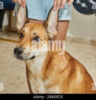 L'adolescente sta tenendo il cane rosso con le orecchie grandi vicino alle orecchie Foto Stock