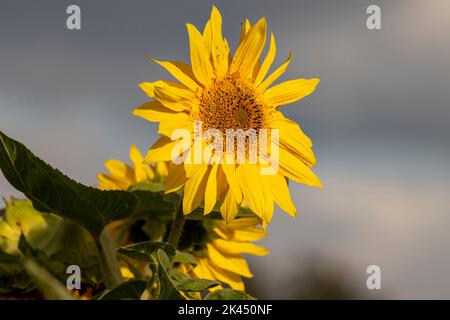 Girasole su uno sfondo sfocato in un parco inglese. Foto Stock