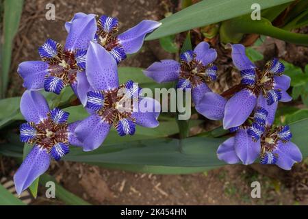 Primo piano vista dall'alto dei colorati fiori blu neomarica Caerulea, alias a piedi iris o apostolo iris, fiorendo in giardino all'aperto su sfondo naturale Foto Stock