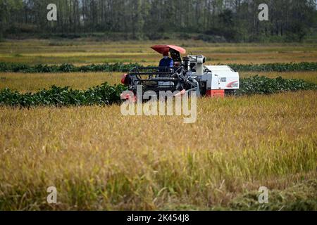 Hefei, provincia cinese di Anhui. 29th Set, 2022. Un contadino che guida un mietitore raccoglie una risaia in un campo nella città di Gucheng di Hefei, provincia di Anhui, nella Cina orientale, 29 settembre 2022. Credit: Zhou Mu/Xinhua/Alamy Live News Foto Stock