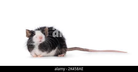 Adorabile nero con mouse bianco, in piedi lateralmente. Guardando in su con gli occhi chiusi sniffing. Isolato su sfondo bianco. Foto Stock