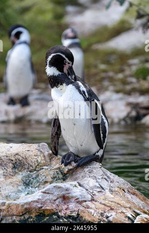 Pinguino Humboldt allo Zoo di Vienna, Austria Foto Stock