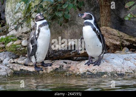 Pinguino Humboldt allo Zoo di Vienna, Austria Foto Stock