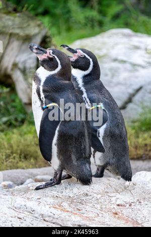 Pinguino Humboldt allo Zoo di Vienna, Austria Foto Stock
