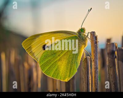 Pieris mannii (bianco piccolo del sud) è una farfalla della famiglia Pieridae. Una farfalla catturata su una rete di canneti. Foto Stock