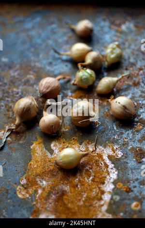 scalogno sulla piastra di acciaio arrugginita Foto Stock