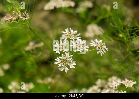 Campo di cumino nero. Fiori bianchi di cumino nero in campo verde. Conosciuto anche come cumino nero, nigella, jeera nero e kalonji. Foto Stock