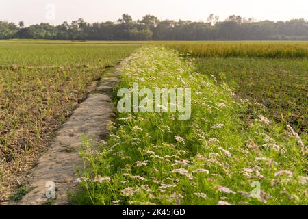 Fiore di coriandolo che fiorisce nel campo del coriandolo. Il coriandolo è un'erba annuale della famiglia delle Apiaceae. È anche conosciuto come prezzemolo cinese, dhania, Foto Stock