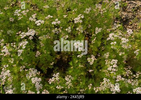 Fiore di coriandolo che fiorisce nel campo del coriandolo. Il coriandolo è un'erba annuale della famiglia delle Apiaceae. È anche conosciuto come prezzemolo cinese, dhania, Foto Stock