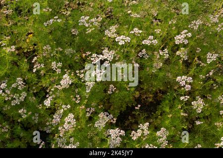 Fiore di coriandolo che fiorisce nel campo del coriandolo. Il coriandolo è un'erba annuale della famiglia delle Apiaceae. È anche conosciuto come prezzemolo cinese, dhania, Foto Stock