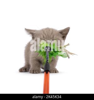 Lilla dolce Bitish gattino di gatto Shorthair, tirando come una tigre su un bastone di piuma verde toy.Eyes chiuso ma volto rivolto verso la fotocamera. Isolato su una w Foto Stock