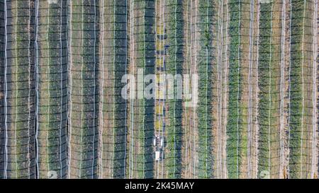 Lavoratori che raccolgono le pere sul campo da casse collegate a un trattore trainante. Lavorare a metà giornata sotto la rete di grandine. Foto Stock