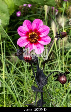 Dahlia 'Felice Single Wink' una pianta autunnale con fiore in autunno con un fiore in estate rosa, foto di stock immagine Foto Stock