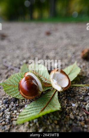 Dresda, Germania. 30th Set, 2022. Un castagno giace su una foglia al suolo nel Parco del Palazzo Pillnitz. Credit: Robert Michael/dpa/Alamy Live News Foto Stock