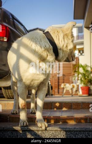 Uttarakhand, India - Febbraio 15th 2022. Un cane pastore himalayano domestico bianco che guarda dietro un altro cane nella casa. Foto Stock