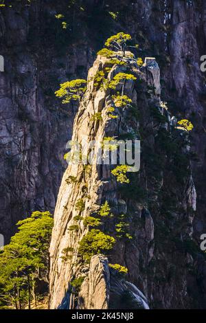 Le ripide cime frastagliate di granito delle Huangshan Mountains, le Yellow Mountains. Foto Stock