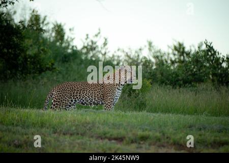 Un leopardo maschio, Panthera pardus, fissandolo davanti Foto Stock