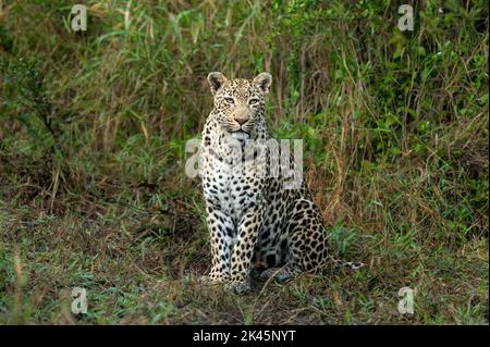 Un leopardo femminile, Panthera pardus, seduto in erba, sguardo diretto Foto Stock