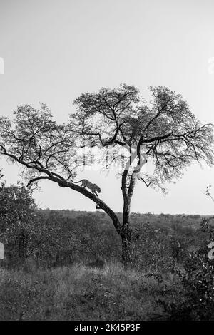 Un leopardo, Panthera pardus, discende da un albero, bianco e nero Foto Stock