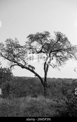 Un leopardo, Panthera pardus, discende da un albero, bianco e nero Foto Stock