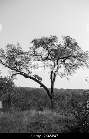 Un leopardo, Panthera pardus, discende da un albero, bianco e nero Foto Stock